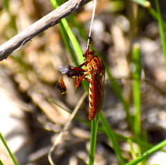Diogmites basalis