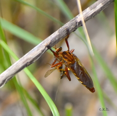 Diogmites basalis