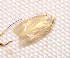 Cenopis pettitana