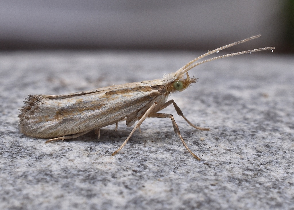 Dame's Rocket Moth