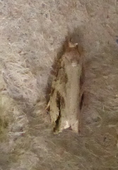 Proteoteras crescentana