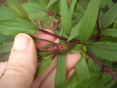 Procecidochares alani