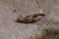 Proteoteras crescentana