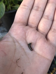 Lepidoptera