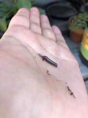 Lepidoptera