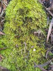 Thuidium peruvianum
