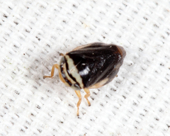 Clastoptera testacea