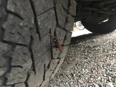 Urocerus californicus