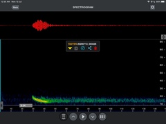 Pipistrellus abramus