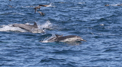 Delphinus