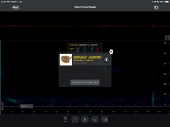 Pipistrellus abramus