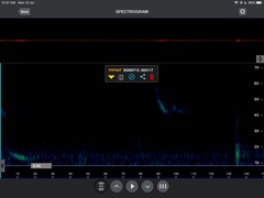 Pipistrellus abramus