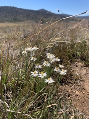 Rhodanthe anthemoides
