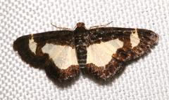 Heliomata cycladata