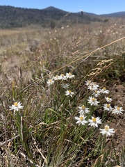 Rhodanthe anthemoides