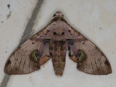 Daphnusa ocellaris