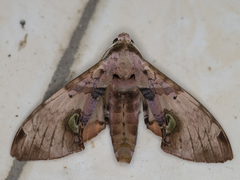 Daphnusa ocellaris