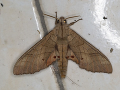 Marumba sperchius
