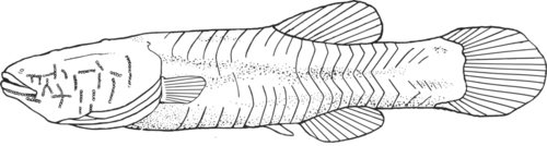 Hoosier Cavefish