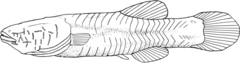 Hoosier Cavefish photo 2