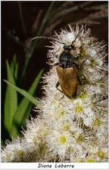 Trigonarthris proxima