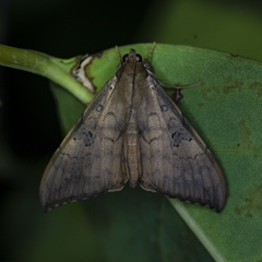Oxyodes