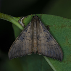 Oxyodes