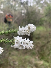 Epacris paludosa