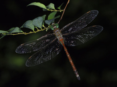 Anaciaeschna jaspidea