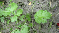Geum macrophyllum perincisum