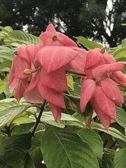 Mussaenda philippica