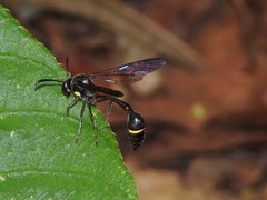 Eustenogaster nigra