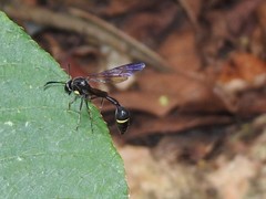 Eustenogaster nigra
