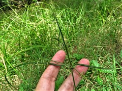 Cyperus thyrsiflorus