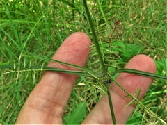 Cyperus thyrsiflorus