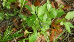 Erythemis simplicicollis image