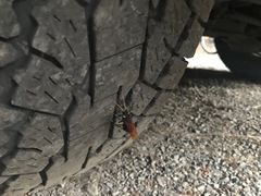 Urocerus californicus