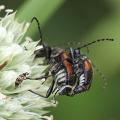 Brachyleptura brevis