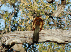 Centropus senegalensis