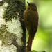 Wedge-billed Woodcreeper - Photo (c) Michael Woodruff, some rights reserved (CC BY-SA)