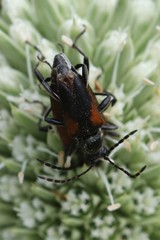 Brachyleptura brevis