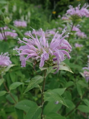 Monarda fistulosa fistulosa