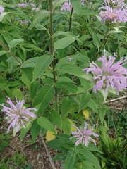 Monarda fistulosa fistulosa
