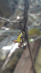 Micrathena fissispina