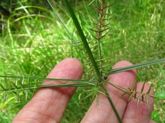 Cyperus thyrsiflorus