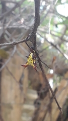 Micrathena fissispina