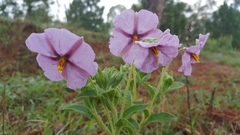 Lycianthes moziniana