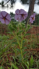 Lycianthes moziniana