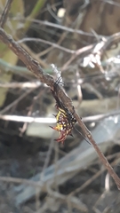 Micrathena fissispina