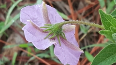 Lycianthes moziniana
